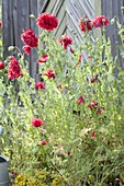 Papaver somniferum with red flowers on the tool shed