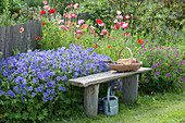 Wooden bench on early summer bed, Geranium X magnificum 'Rosemoor'