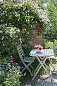 Small seat with Rosa 'Paul's Himalayan Musk'