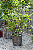 Raspberry 'Sanibelle' (Rubus idaeus) and blueberry 'Berkeley'