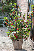 Rote Johannisbeere 'Jonkheer van Tets' (Ribes rubrum)