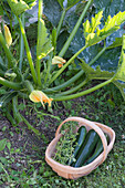 Zucchini (Cucurbita pepo) in the vegetable garden