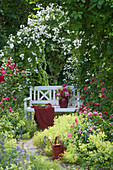 Pink 'innocence' (climbing rose) on the rose arch