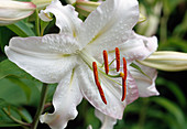 Lilium auratum hybrid 'Casablanca' (lily)