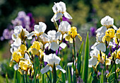 Iris barbata elatior (iris)