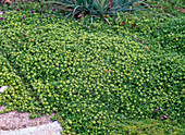 Thymus serpyllum (matte thyme) just before flowering