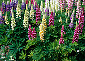 Lupinus polyphyllus 'Camelot' / Lupinen