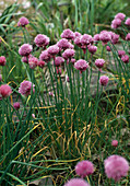 Allium schoenoprasum (chives)