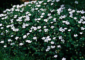 Geranium sanguineum 'Album' (White Cranesbill)