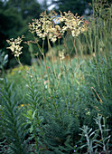 Filipendula vulgaris