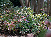 Helleborus hybrids