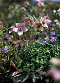 Helleborus-Hybriden