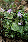 Hepatica angustifolia