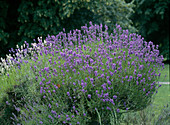 Lavandula angustifolia (lavender)
