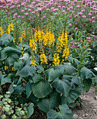 Ligularia Stenocephala