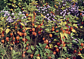 Physalis franchetii