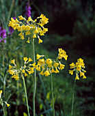 Primula florindae