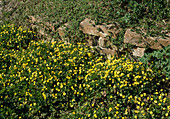 Waldsteinia ternata