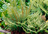 Polystichum setiferum 'Herrenhausen'