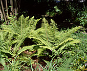 Polystichum Setiferum