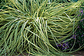 Carex hachijoensis 'Evergold'