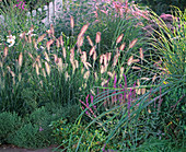 Pennisetum alopecuriodes (Lamp cleaner grass)
