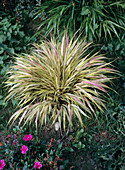 Hakonechloa macra