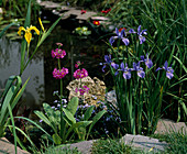 Iris pseudacorus, Primula japonica