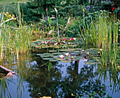 Teich mit Nyphaea (Seerosen), Thalia , Typha (Rohrkolben)