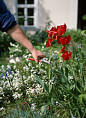 Cut back tulips after flowering
