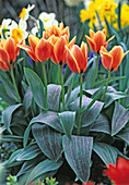 Tulipa greigii 'Charmeuse' (botanische Tulpen)