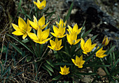 Tulipa chrysantha