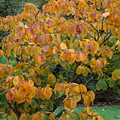 Herbstlaub von Hamamelis pallida (Zaubernuß)