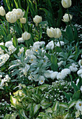 Tulipa 'Mont Tacoma'(Tulpen), Hosta (Funkie), Viola (Stiefmütterchen), Bellis (Tausendschön) und Myosotis (Vergissmeinnicht)
