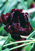 Tulipa 'Black Hero' Tulpen