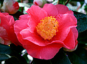 Camellia 'Barbara Morgan' / Kamelie, Makro