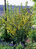 Ribes aureum / Goldjohannisbeere, Muscari / Traubenhyazinthen