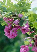 Robinia hispida 'Macrophylla' / Borstige Robinie