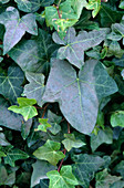 Hedera helix (ivy) with sunburn