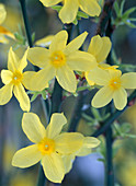 Jasminum nudiflorum (winter jasmine)