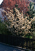 Amelanchier Canandensis