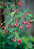 Amelanchier canadensis (fruits of the pear pear)
