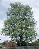 Betula Verrucosa 'Tristis'