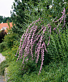 Buddleia alternifolia