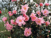 Camellia japonica 'Barbara Clark'
