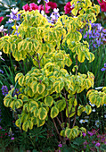 Cornus kousa 'Summergold' (Yellow-flowered dogwood)