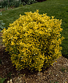 Euonymus japonicus 'Aureomarginata' (spindle bush)
