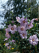 Hibiscus syriacus 'Celestis'