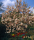 Magnolia X Soulangiana