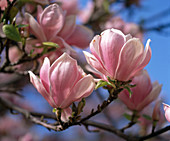 Magnolia X soulangiana (magnolia) macro